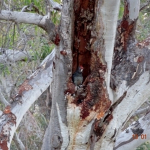 Callocephalon fimbriatum at Deakin, ACT - suppressed