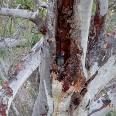 Callocephalon fimbriatum (Gang-gang Cockatoo) at Deakin, ACT - 13 Jan 2019 by TomT