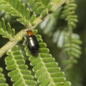 Adoxia benallae at Hawker, ACT - 11 Jan 2019