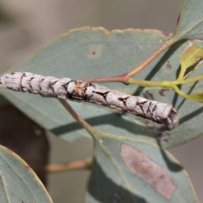 Gastrophora henricaria (Fallen-bark Looper, Beautiful Leaf Moth) at Higgins, ACT - 17 Feb 2019 by AlisonMilton