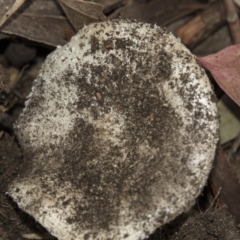 zz agaric (stem; gills white/cream) at Hawker, ACT - 11 Jan 2019 by AlisonMilton