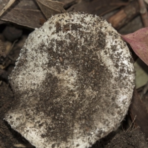 zz agaric (stem; gills white/cream) at Hawker, ACT - 11 Jan 2019 01:13 PM