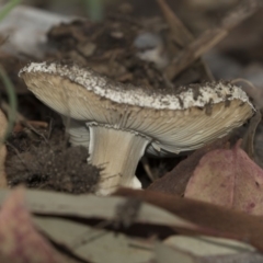 zz agaric (stem; gills white/cream) at Hawker, ACT - 11 Jan 2019 01:13 PM