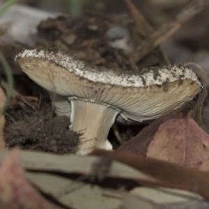 zz agaric (stem; gills white/cream) at Hawker, ACT - 11 Jan 2019