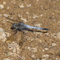 Orthetrum caledonicum (Blue Skimmer) at The Pinnacle - 1 Jan 2019 by AlisonMilton