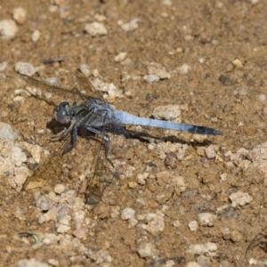 Orthetrum caledonicum at Dunlop, ACT - 2 Jan 2019