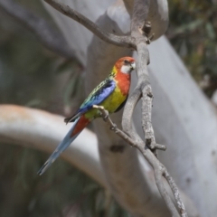 Platycercus eximius (Eastern Rosella) at The Pinnacle - 2 Jan 2019 by AlisonMilton