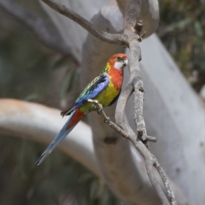 Platycercus eximius at Dunlop, ACT - 2 Jan 2019 09:52 AM