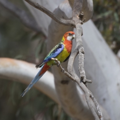 Platycercus eximius (Eastern Rosella) at Dunlop, ACT - 1 Jan 2019 by Alison Milton