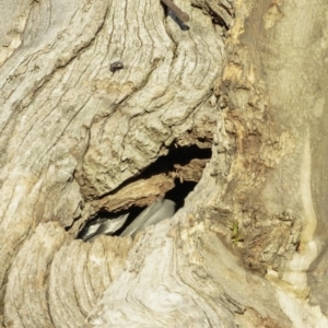 Callocephalon fimbriatum at Hughes, ACT - suppressed