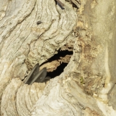 Callocephalon fimbriatum at Hughes, ACT - suppressed