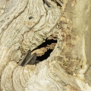 Callocephalon fimbriatum at Hughes, ACT - suppressed