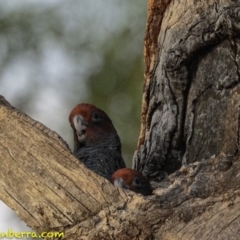 Callocephalon fimbriatum (Gang-gang Cockatoo) at Hughes, ACT - 12 Jan 2019 by BIrdsinCanberra