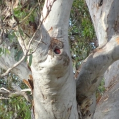 Callocephalon fimbriatum (Gang-gang Cockatoo) at Deakin, ACT - 10 Jan 2019 by TomT