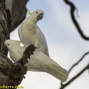 Cacatua galerita at Hughes, ACT - 12 Jan 2019 08:07 PM