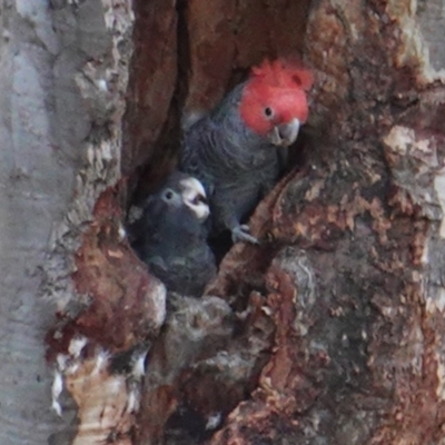 Callocephalon fimbriatum (Gang-gang Cockatoo) at GG52 - 13 Jan 2019 by JackyF