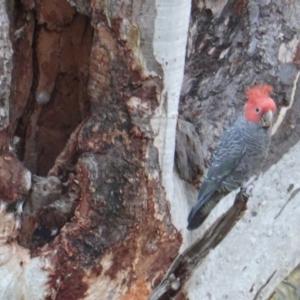 Callocephalon fimbriatum at Deakin, ACT - 13 Jan 2019