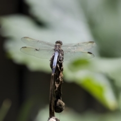 Orthetrum caledonicum (Blue Skimmer) at Higgins, ACT - 12 Jan 2019 by AlisonMilton