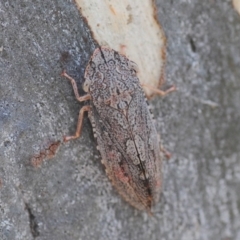 Stenocotis depressa (Leafhopper) at Wee Jasper, NSW - 13 Jan 2019 by Harrisi