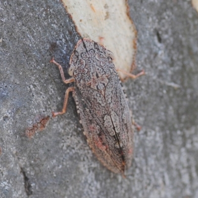 Stenocotis depressa (Leafhopper) at Wee Jasper, NSW - 13 Jan 2019 by Harrisi