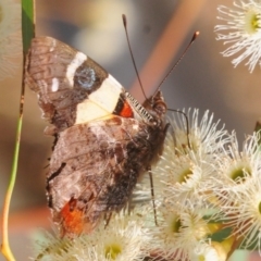 Vanessa itea (Yellow Admiral) at Wee Jasper, NSW - 13 Jan 2019 by Harrisi