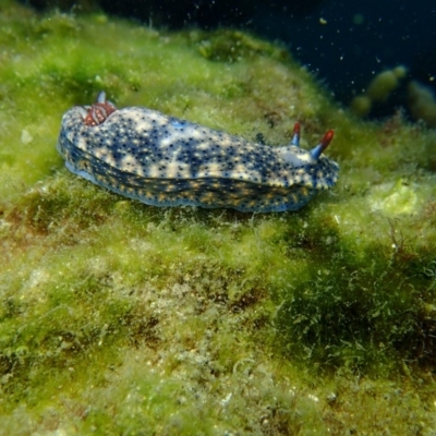 Hypselodoris obscura (Hypselodoris obscura) at Merimbula, NSW - 12 Jan 2019 by MattNimbs