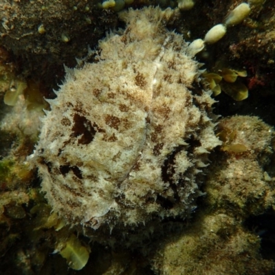 Dolabella auricularia (Dolabella auricularia) at Merimbula, NSW - 12 Jan 2019 by MattNimbs