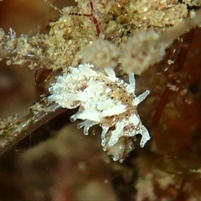 Okenia mija at Merimbula, NSW - 12 Jan 2019 by MattNimbs