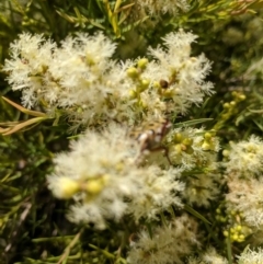 Melaleuca linariifolia (Flax-leaved Paperbark) at Narrawallee, NSW - 19 Nov 2018 by Paul H