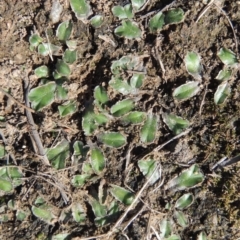 Riccia cartilaginosa (Liverwort) at Tuggeranong, ACT - 18 Dec 2018 by MichaelBedingfield