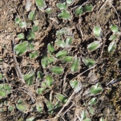 Riccia cartilaginosa (Liverwort) at Tuggeranong, ACT - 18 Dec 2018 by michaelb