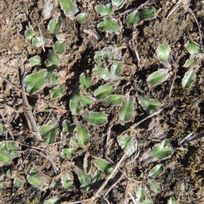 Riccia cartilaginosa (Liverwort) at Tuggeranong, ACT - 18 Dec 2018 by MichaelBedingfield