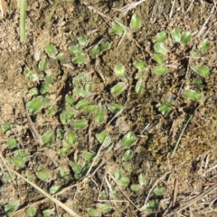 Riccia cartilaginosa at Tuggeranong, ACT - 18 Dec 2018