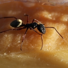 Camponotus suffusus (Golden-tailed sugar ant) at Wandiyali-Environa Conservation Area - 3 Nov 2012 by Wandiyali