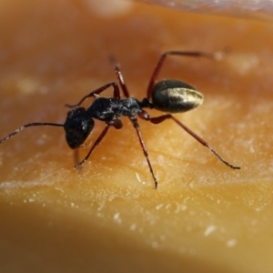 Camponotus suffusus at Googong, NSW - 4 Nov 2012