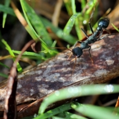 Myrmecia tarsata (Bull ant or Bulldog ant) at Googong, NSW - 11 Mar 2012 by Wandiyali