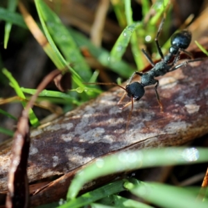 Myrmecia tarsata at Googong, NSW - 11 Mar 2012