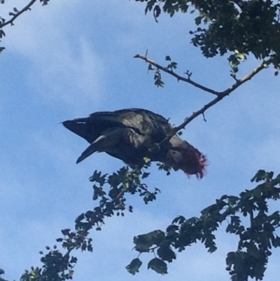 Callocephalon fimbriatum (Gang-gang Cockatoo) at Narrabundah, ACT - 13 Jan 2019 by Stringy