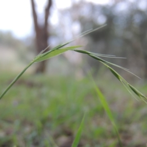 Microlaena stipoides at Greenway, ACT - 18 Dec 2018