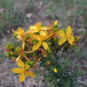 Hypericum perforatum at Tuggeranong, ACT - 18 Dec 2018 08:16 PM