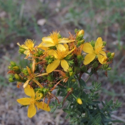 Hypericum perforatum (St John's Wort) at Tuggeranong, ACT - 18 Dec 2018 by michaelb