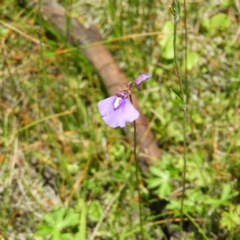 Utricularia dichotoma (Fairy Aprons, Purple Bladderwort) at Paddys River, ACT - 9 Jan 2019 by MatthewFrawley