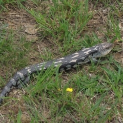 Tiliqua nigrolutea (Blotched Blue-tongue) at Dry Plain, NSW - 17 Nov 2018 by AndrewZelnik