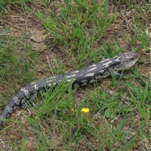 Tiliqua nigrolutea at Dry Plain, NSW - 17 Nov 2018