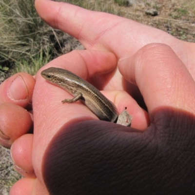 Acritoscincus duperreyi (Eastern Three-lined Skink) at Nimmitabel, NSW - 18 Nov 2018 by AndrewZelnik