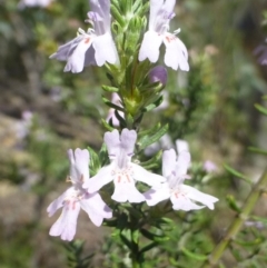 Westringia eremicola (Slender Western Rosemary) at Paddys River, ACT - 13 Jan 2019 by RWPurdie