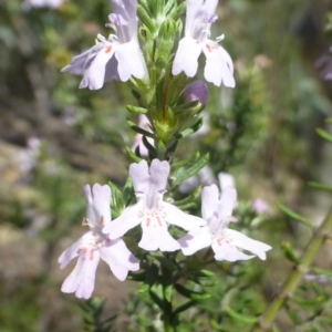 Westringia eremicola at Paddys River, ACT - 14 Jan 2019 12:00 AM