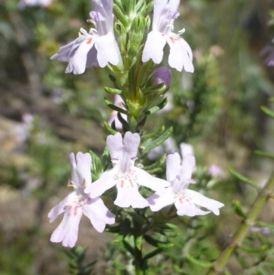 Westringia eremicola (Slender Western Rosemary) at Paddys River, ACT - 13 Jan 2019 by RWPurdie