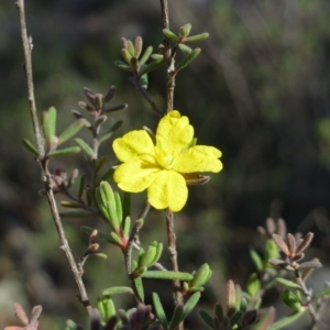 Hibbertia stricta at Paddys River, ACT - 14 Jan 2019