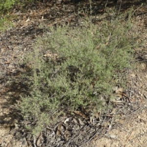 Hibbertia stricta at Paddys River, ACT - 14 Jan 2019